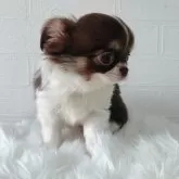 チワワ(ロング)【徳島県・女の子・2024年11月11日・チョコレートタン&ホワイト】の写真8