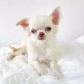 チワワ(ロング)【徳島県・男の子・2025年6月9日・クリーム&ホワイト】の写真7