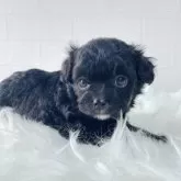 チワプー(チワワ×トイプードル)【徳島県・男の子・2024年10月18日・ブラック&ホワイト】の写真9