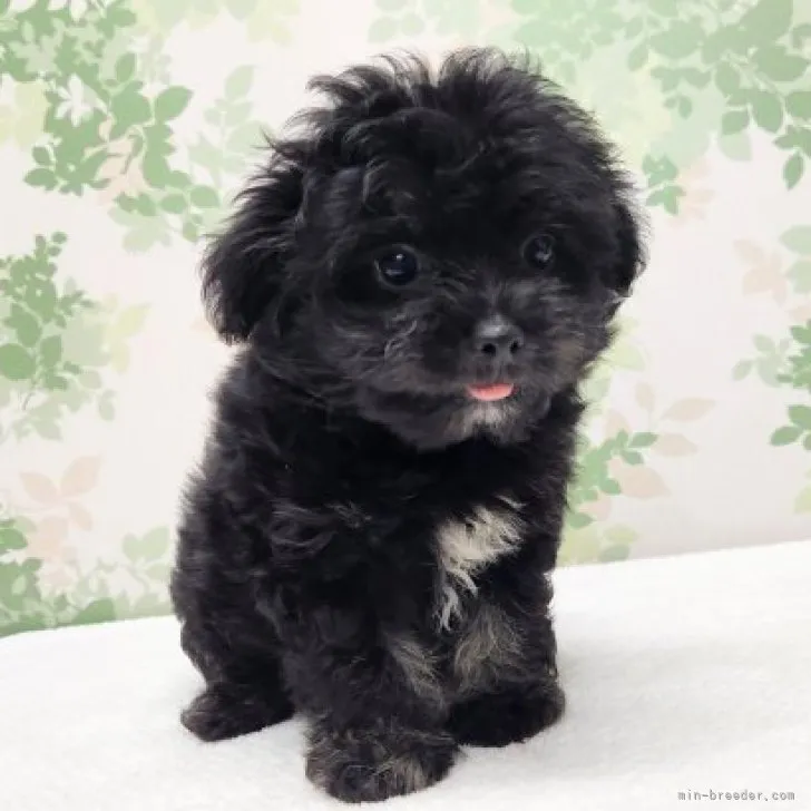 ID：2308-06410の子犬