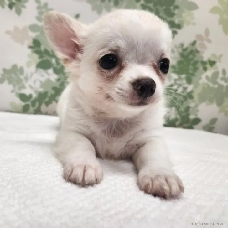 ID:2307-00072の子犬
