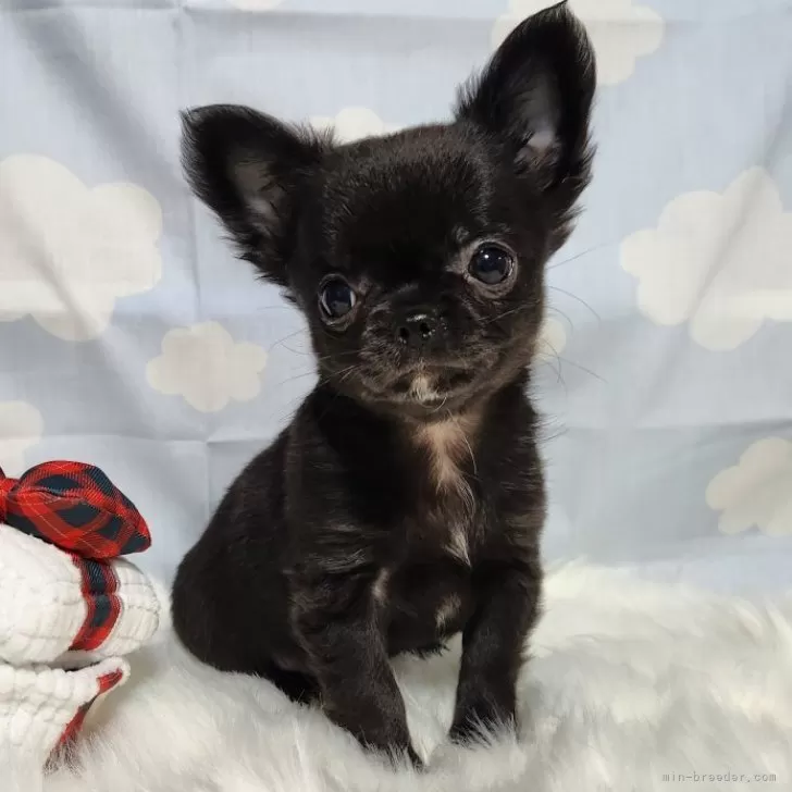 ID：2312-00297の子犬