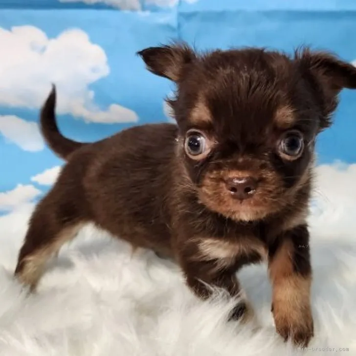 ID:2312-00300の子犬