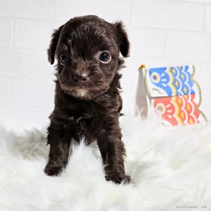 ID:2404-06409の子犬