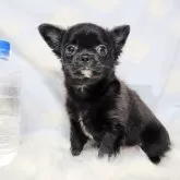 チワワ(ロング)【徳島県・男の子・2023年10月15日・ブラック&ホワイト】の写真1