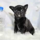 チワワ(ロング)【徳島県・男の子・2023年10月15日・ブラック&ホワイト】の写真4