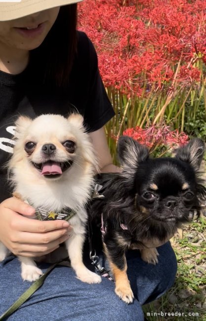 お出かけしたり〜 お鼻ペッタン🐽シュシュ＆ノア｜黒川　レオナ(くろかわ　れおな)ブリーダー(静岡県・チワワ(ロング)・JKC登録)の紹介写真5