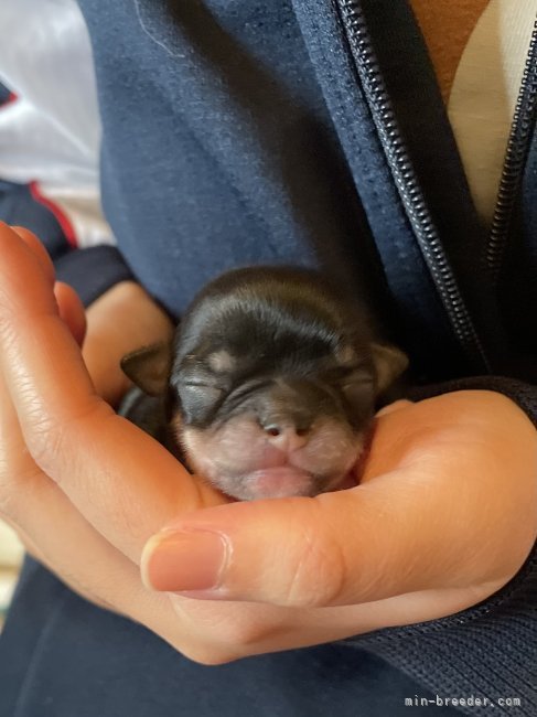 黒川レオナブリーダーのブログ：にこり☺︎3baby まるまる☺️順調に成長中🌱