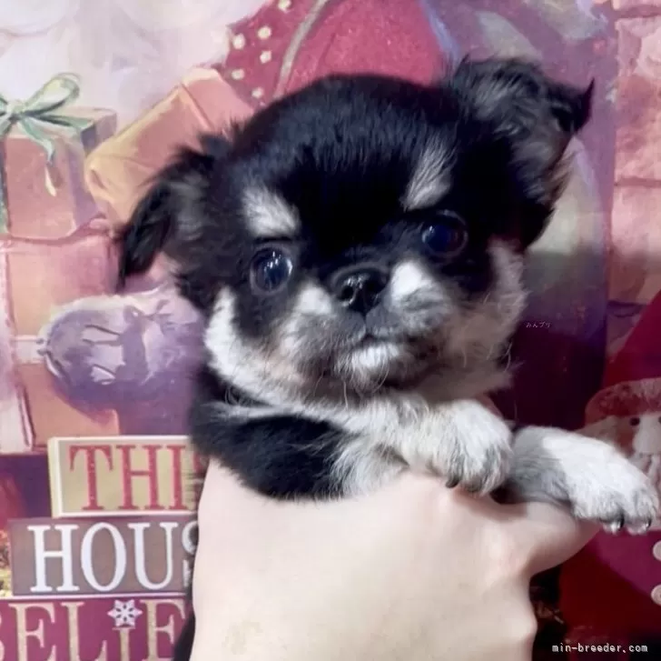 チワワ(ロング)【静岡県・男の子・2025年10月3日・ブラックタン&amp;ホワイト】の写真1「鼻ぺちゃ系の女の子みたいに甘〜い🍬可愛いお顔の男の子です❤︎❤︎」