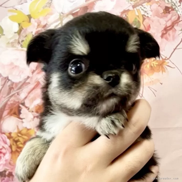 チワワ(ロング)【静岡県・男の子・2025年10月3日・ブラックタン&amp;ホワイト】の写真1「横幅のある可愛いお顔の男の子です❤︎」