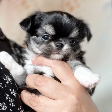 チワワ(ロング)【静岡県・女の子・2025年9月28日・ブラックタン&ホワイト】の写真「special🩷可愛い特選ちゃん՞•ﻌ•՞」