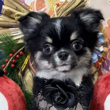 チワワ(ロング)【静岡県・男の子・2025年9月28日・ブラックタンホワイト】の写真「キャラクターみたい可愛いお顔(*ᴗˬᴗ)❤︎」