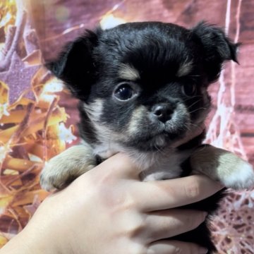 チワワ(ロング)【静岡県・女の子・2025年10月3日・ブラックタン&ホワイト】の写真「ムチコロ可愛い女の子(,,>᎑<,,)💕」