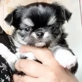 チワワ(ロング)