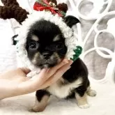 チワワ(ロング)