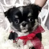 チワワ(ロング)