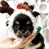 チワワ(ロング)