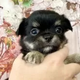 チワワ(ロング)