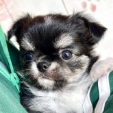 チワワ(ロング)