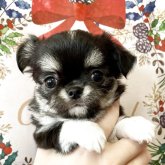 チワワ(ロング)