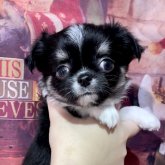 チワワ(ロング)