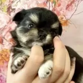 チワワ(ロング)【静岡県・女の子・2025年10月3日・ブラックタン&ホワイト】の写真1「今回募集の7匹の中で1,2を競うほど人懐こい子です♡」