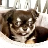 チワワ(ロング)