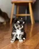 チワワ(ロング)【静岡県・女の子・2025年10月3日・ブラックタン&ホワイト】の写真7「2番目に小さい子です⚫️」