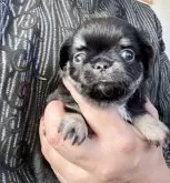 チワワ(ロング)【静岡県・女の子・2025年10月3日・ブラックタン&ホワイト】の写真7