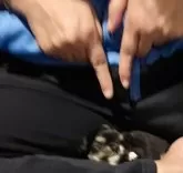 チワワ(ロング)【静岡県・女の子・2025年10月3日・ブラックタン&ホワイト】の写真9「膝にすっぽり入ってくる可愛い子です☺️」