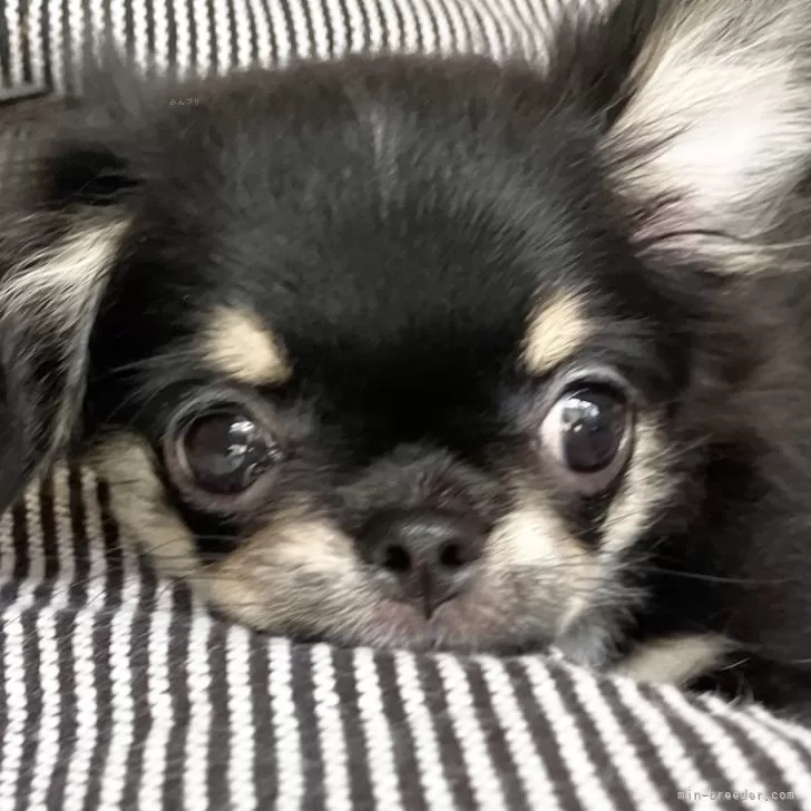 ID：2406-00214の子犬