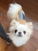 チワワ(ロング)【・男の子・2020年12月10日・クリームପ꒰⑅•ᴗ•。꒱໊੭ ₎₎⭐️】「顔面偏差値♡トップクラス🏅」