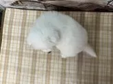 サモエド【千葉県・女の子・2025年5月6日・ホワイト】の写真10