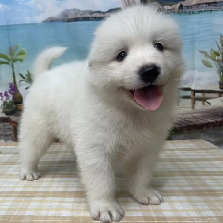 ゲン 様のお迎えした子犬