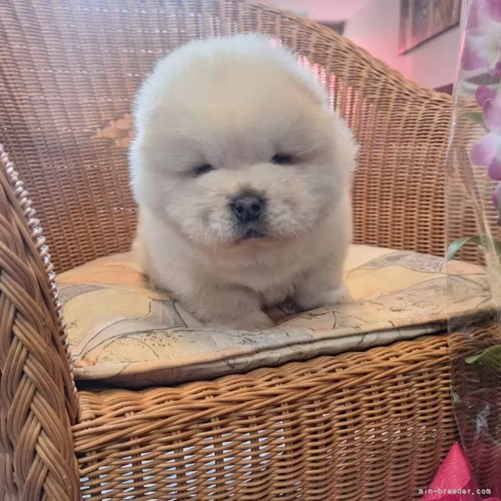 ID:2503-08322の子犬