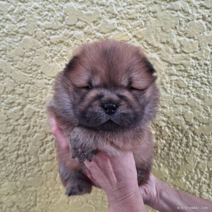 ブリーダー画像