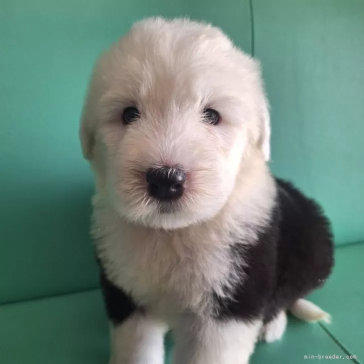 H.W 様のお迎えした子犬
