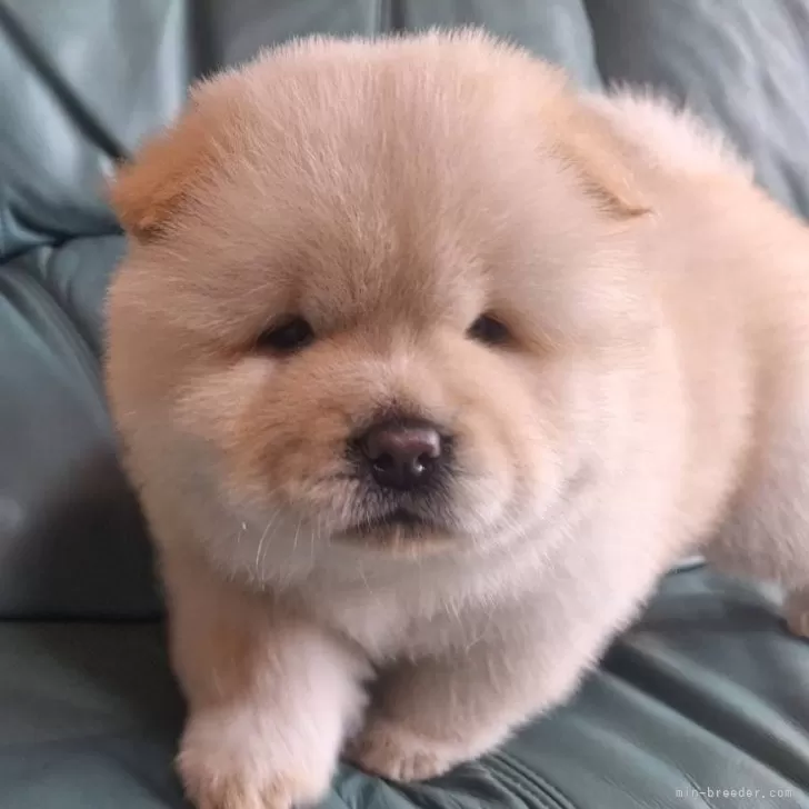 ID：2506-00208の子犬