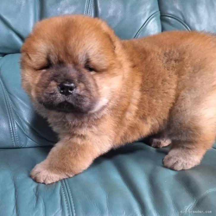 ID：2506-02501の子犬