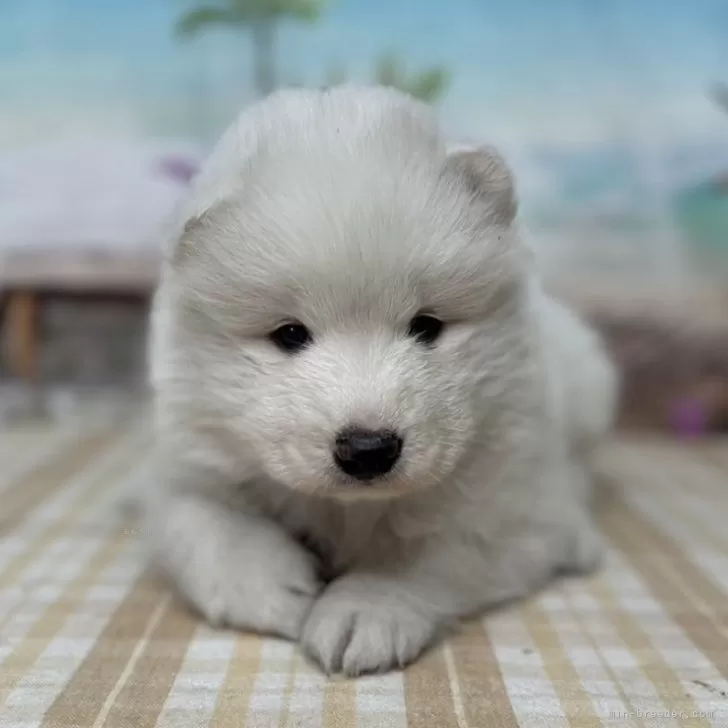 ID：2411-04093の子犬