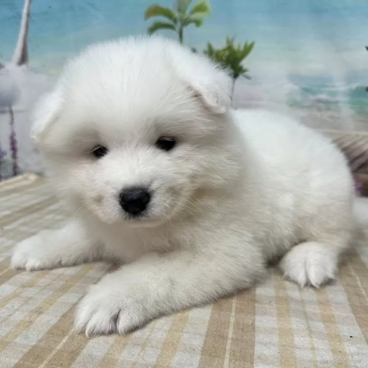 ID:2507-01223の子犬