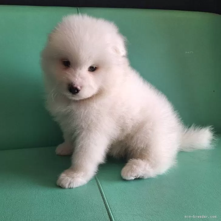 ID：2509-04995の子犬