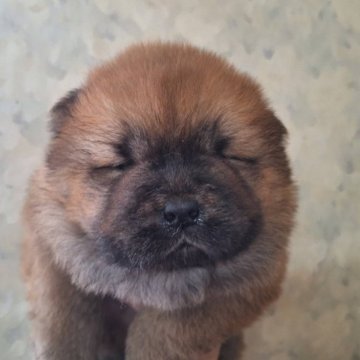 チャウチャウ【千葉県・男の子・2025年1月22日・レッド】の写真「鼻ぺちゃお顔のチャウチャウ♪」