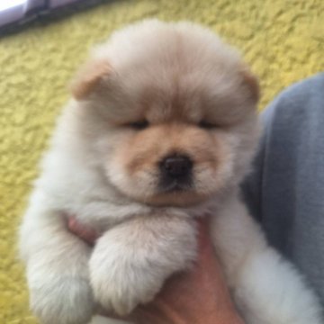 チャウチャウ【千葉県・女の子・2025年9月11日・クリーム】の写真「鼻ぺちゃお顔のチャウチャウ♪」