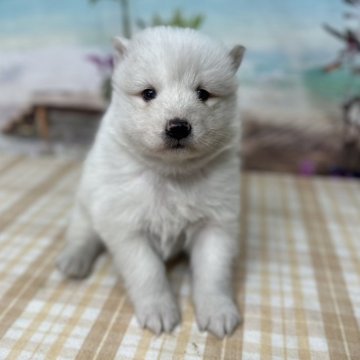 サモエド【千葉県・女の子・2024年9月27日・ホワイト】の写真「ふわふわの大型犬です♪」