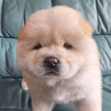 チャウチャウ【千葉県・女の子・2025年4月12日・クリーム】の写真「鼻ぺちゃお顔のチャウチャウ♪」