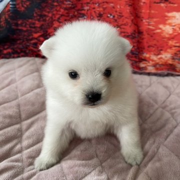 日本スピッツ【千葉県・女の子・2025年9月23日・ホワイト】の写真「真っ白の日本犬です♪」