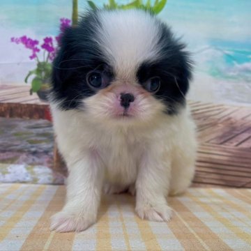 狆(チン)【千葉県・女の子・2025年10月11日・白黒】の写真「鼻ぺちゃの日本犬です♪」