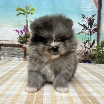 ポメラニアン【千葉県・男の子・2025年9月2日・ブルーマール】の写真「綺麗なブルーマールです♪」
