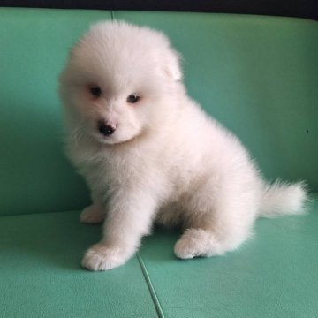 サモエド【千葉県・男の子・2025年7月29日・ホワイト】の写真「ふわふわの大型犬です♪」